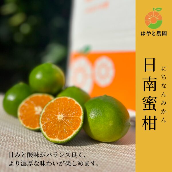日南蜜柑