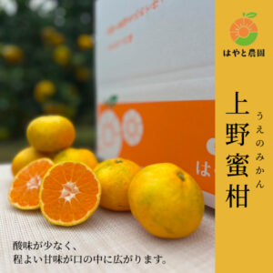 上野蜜柑